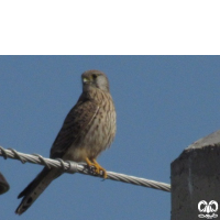 گونه دلیجه Common Kestrel